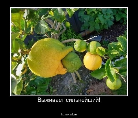 Выживает сильнейший!