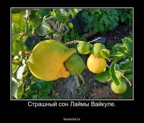 Страшный сон Лаймы Вайкуле.