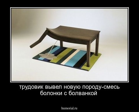 трудовик вывел новую породу-смесь болонки с болванкой