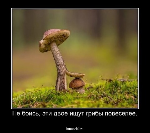 Не боись, эти двое ищут грибы повеселее.