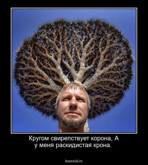 Кругом свирепствует корона,
А у меня раскидистая крона.