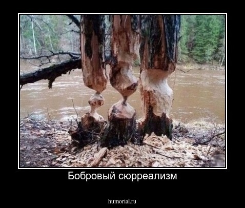 Бобровый сюрреализм