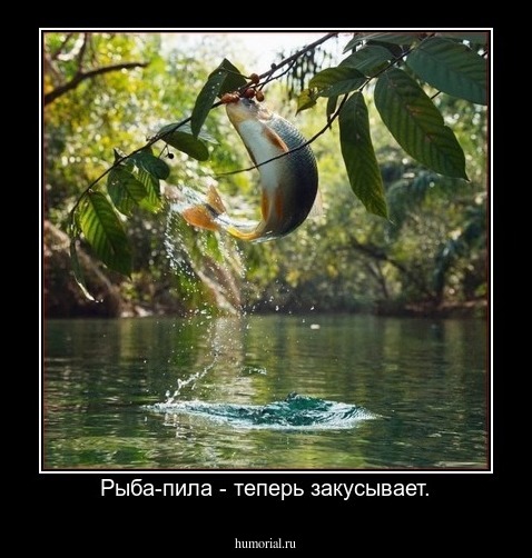 Рыба-пила - теперь закусывает.