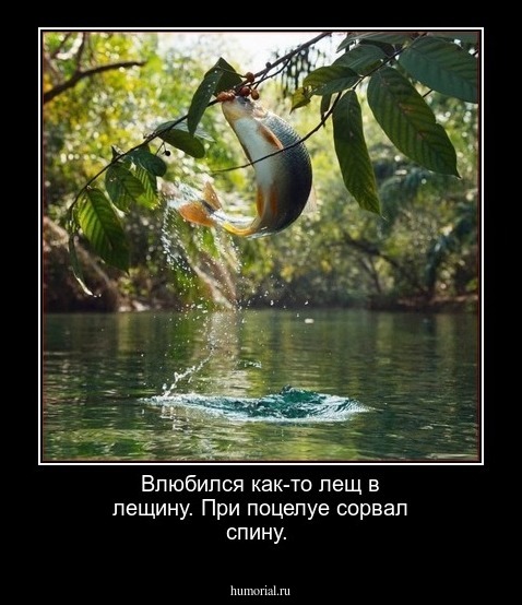 Влюбился как-то лещ в лещину. При поцелуе сорвал спину.