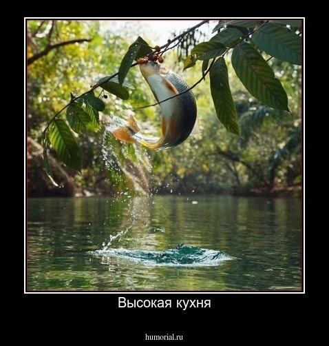 Высокая кухня