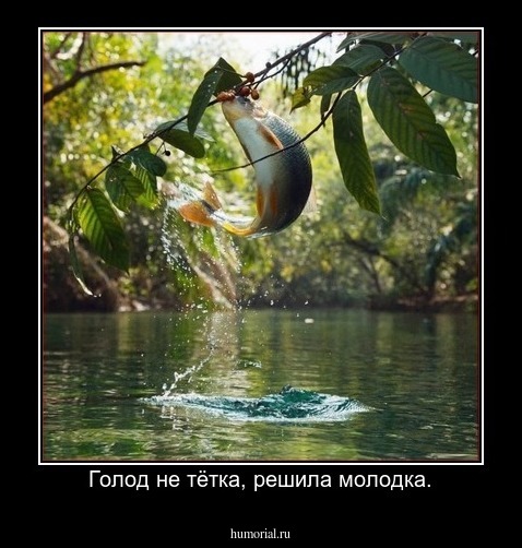 Голод не тётка, решила молодка.