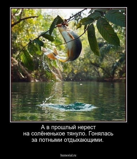 А в прошлый нерест на солёненькое тянуло. Гонялась за потными отдыхающими.