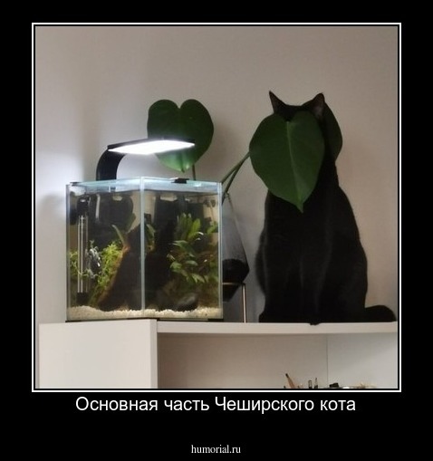 Основная часть Чеширского кота