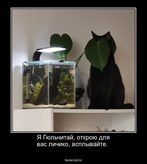 Я Гюльчитай, открою для вас личико, всплывайте.