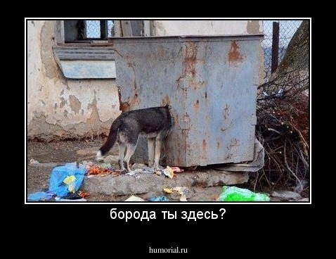 борода ты здесь?