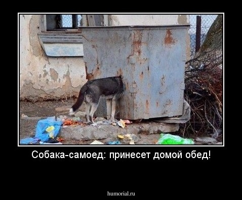 Собака-самоед: принесет домой обед!

