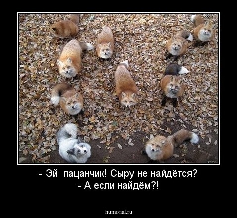 - Эй, пацанчик! Сыру не найдётся?
- А если найдём?!