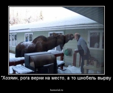 -"Хозяин, рога верни на место, а то шнобель вырву!"