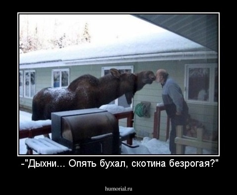  -"Дыхни... Опять бухал, скотина безрогая?"