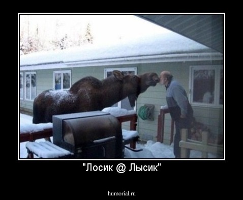 "Лосик @ Лысик"