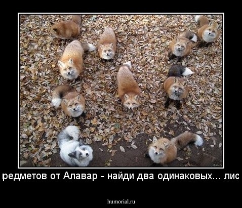 Поиск предметов от Алавар - найди два одинаковых... листочка...