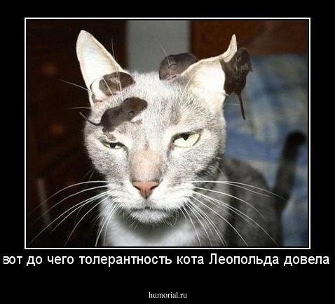 вот до чего толерантность кота Леопольда довела!