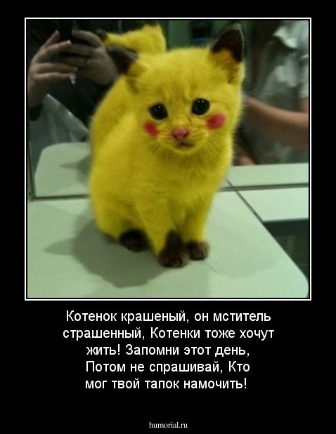 Котенок крашеный,
он мститель страшенный,
Котенки тоже хочут жить!
Запомни этот день,
Потом не спрашивай,
Кто мог твой тапок намочить!

