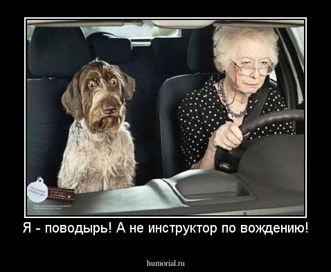 Я - поводырь! А не инструктор по вождению!