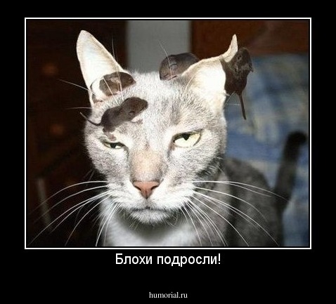 Блохи подросли!