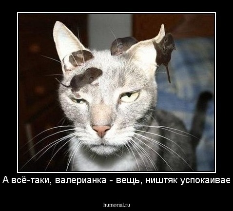 - А всё-таки, валерианка - вещь, ништяк успокаивает!