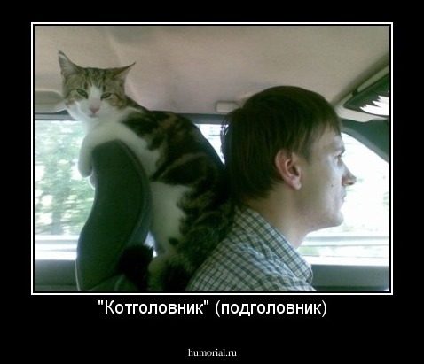 "Котголовник" (подголовник)
