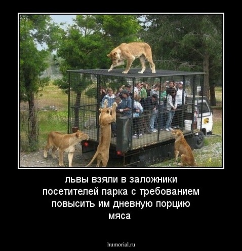 львы взяли в заложники посетителей парка с требованием повысить им дневную порцию мяса