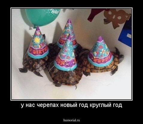 у нас черепах новый год круглый год