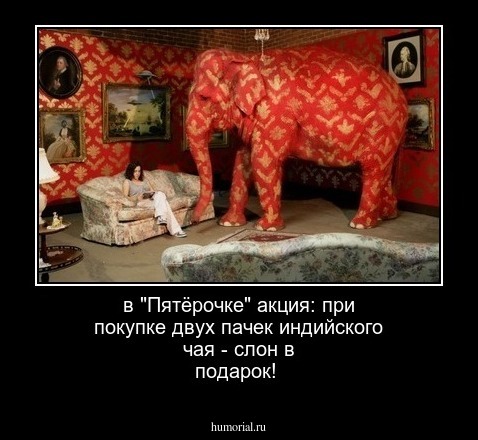 в "Пятёрочке" акция: при покупке двух пачек индийского чая - слон в подарок!
