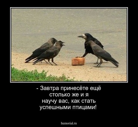 - Завтра принесёте ещё столько же и я научу вас, как стать успешными птицами!