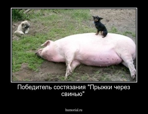 Победитель состязания "Прыжки через свинью"