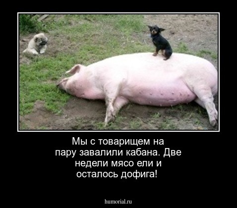 Мы с товарищем на пару завалили кабана. Две недели мясо ели и осталось дофига!