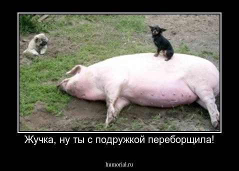 Жучка, ну ты с подружкой переборщила!