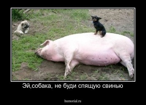 Эй,собака, не буди спящую свинью