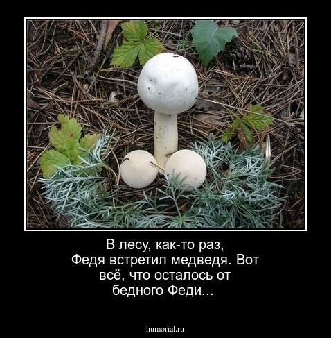 В лесу, как-то раз, Федя встретил медведя. Вот всё, что осталось от бедного Феди...   