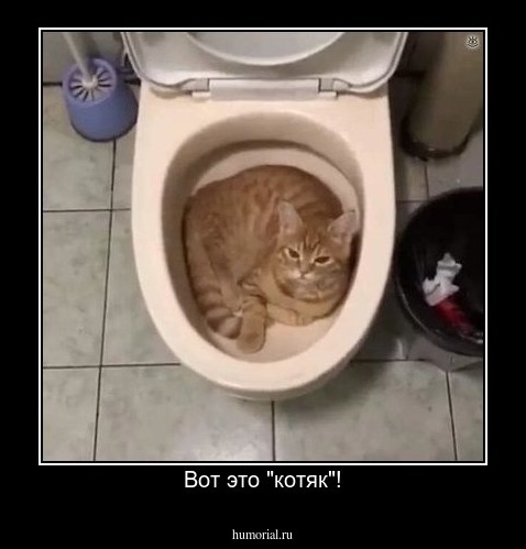 Вот это "котяк"!
