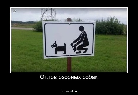 Отлов озорных собак