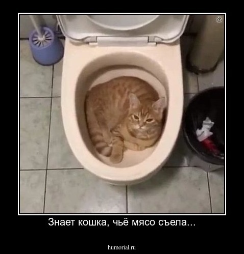 Знает кошка, чьё мясо съела...