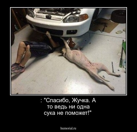  : "Спасибо, Жучка. А то ведь ни одна сука не поможет!"