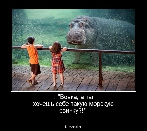 : "Вовка, а ты хочешь себе такую морскую свинку?!"