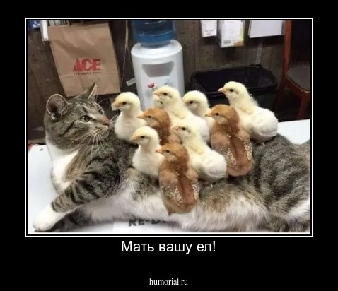 Мать вашу ел!
