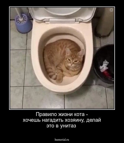 Правило жизни кота - хочешь нагадить хозяину, делай это в унитаз