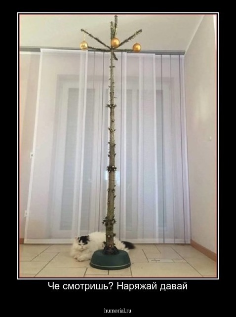 Че смотришь? Наряжай давай