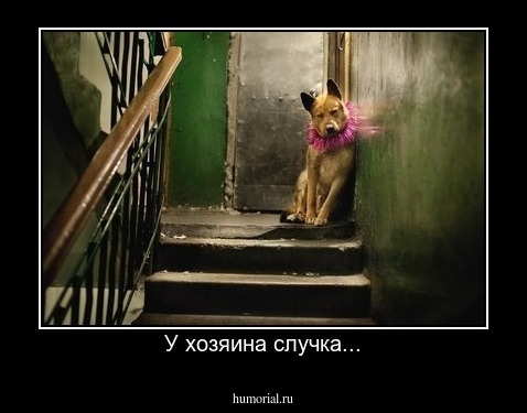 У хозяина случка...