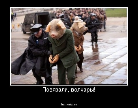 Повязали, волчары!