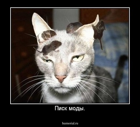 Писк моды.