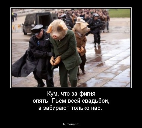 Кум, что за фигня опять! Пьём всей свадьбой, а забирают только нас.  