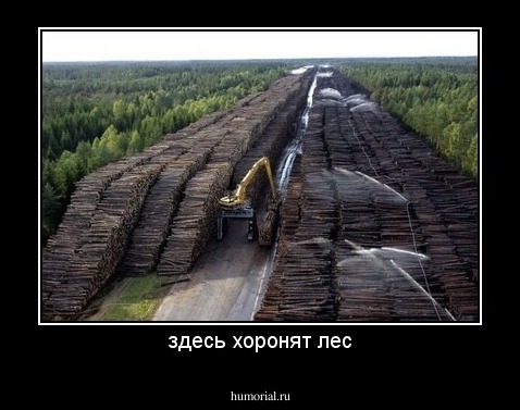 здесь хоронят лес