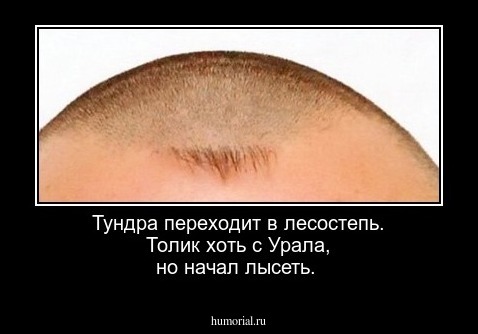 Тундра переходит в лесостепь. Толик  хоть с Урала, но  начал лысеть. 