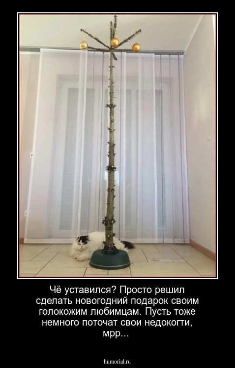 Чё уставился? Просто решил сделать новогодний подарок своим голокожим любимцам. Пусть тоже немного поточат свои недокогти, мрр...